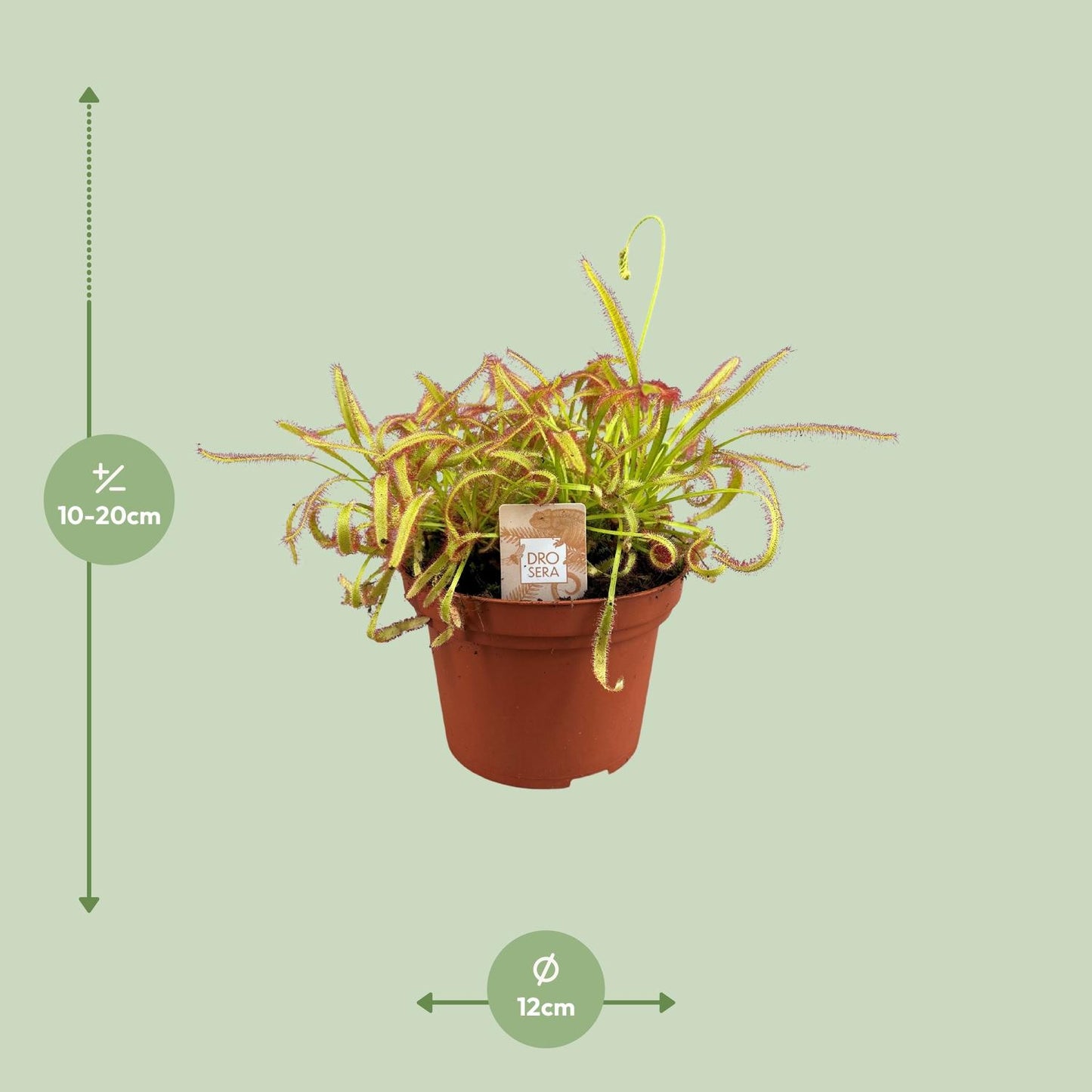 Drosera Capensis – Pflegeleichte Sonnentau Zimmerpflanze Ø12cm