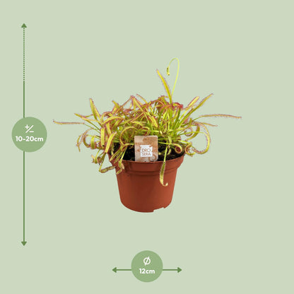 Drosera Capensis – Pflegeleichte Sonnentau Zimmerpflanze Ø12cm
