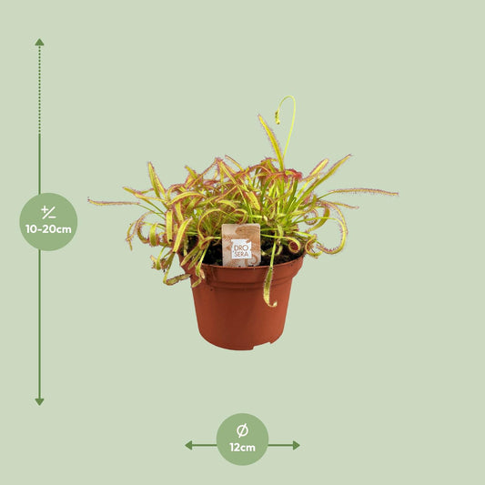 Drosera Capensis – Pflegeleichte Sonnentau Zimmerpflanze Ø12cm