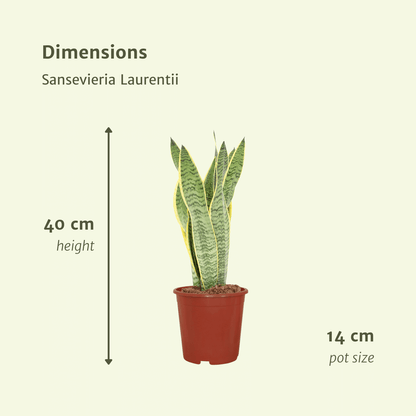 2x Sansevieria Laurentii – Frauenzunge, 40 cm, Ø14 cm