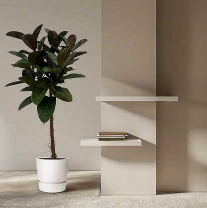 Ficus Elastica Robusta Stamm – Pflegeleichter Gummibaum 140 cm