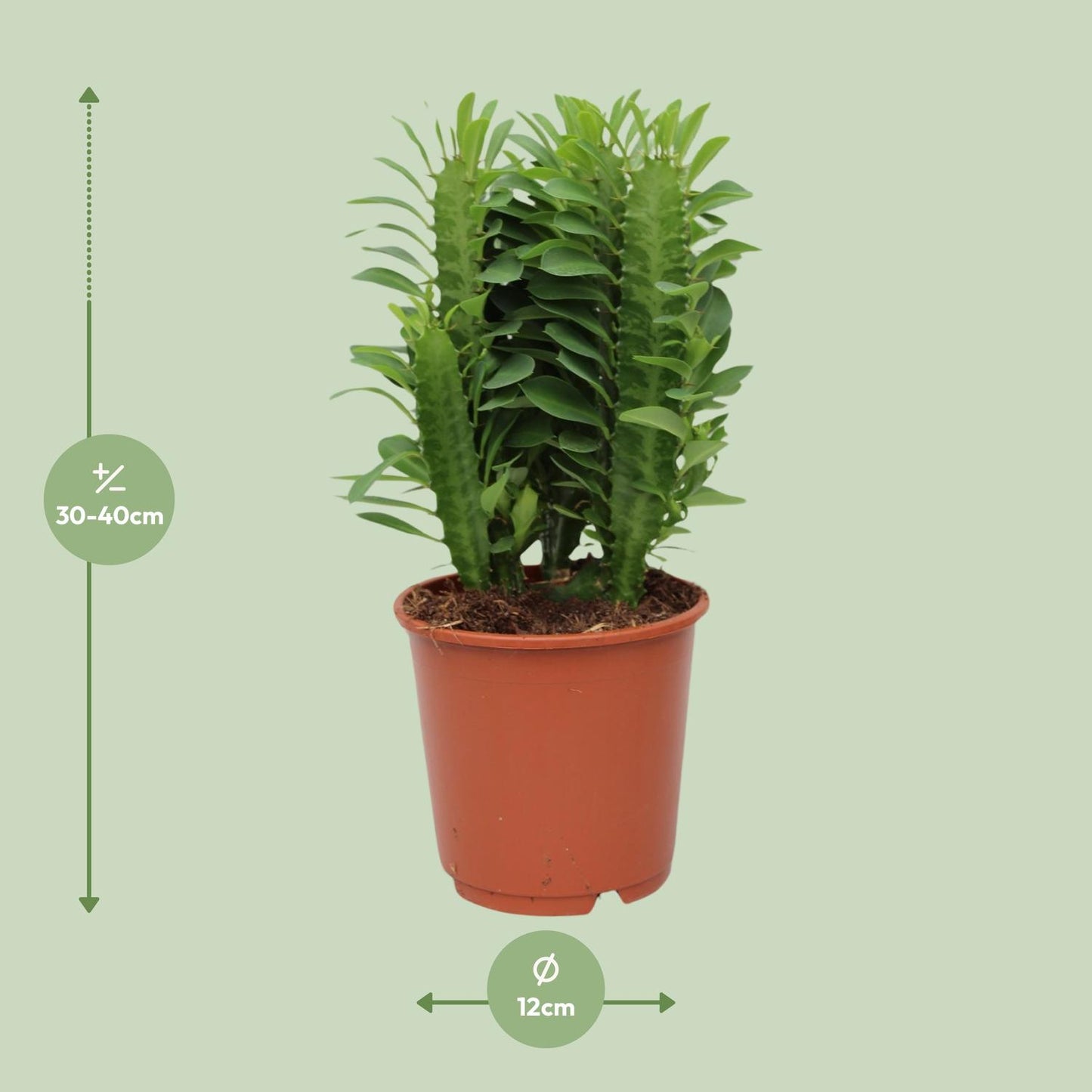 Afrikanischer Milchbaum – Pflegeleichte Sukkulente Ø12cm, 40cm