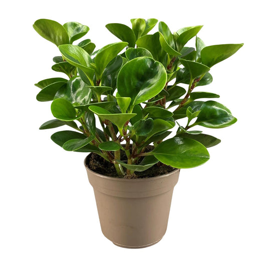 Peperomia Obtusifolia Lemon Lime – Pflegeleichte Trendpflanze Ø15cm