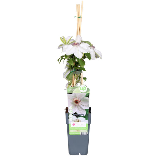 Clematis Miss Bateman – Pflegeleichte Blühpflanze Ø15cm