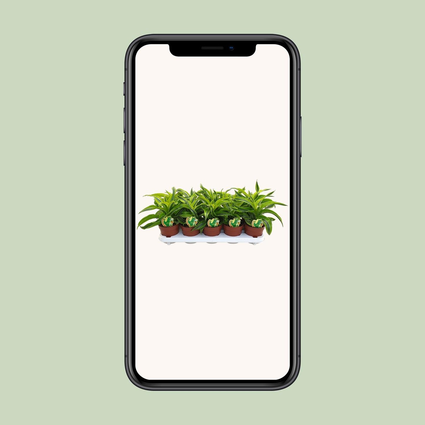 Dracaena Lemon Surprise – Pflegeleichte Zimmerpflanze Ø12cm