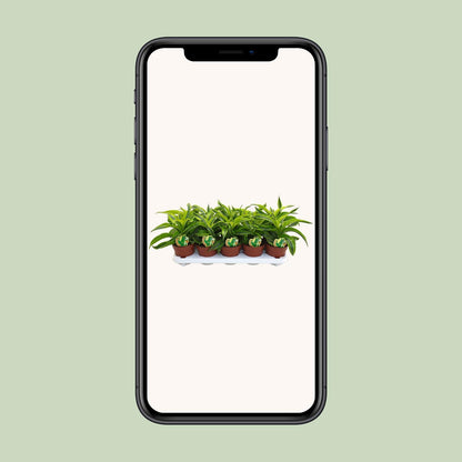 Dracaena Lemon Surprise – Pflegeleichte Zimmerpflanze Ø12cm