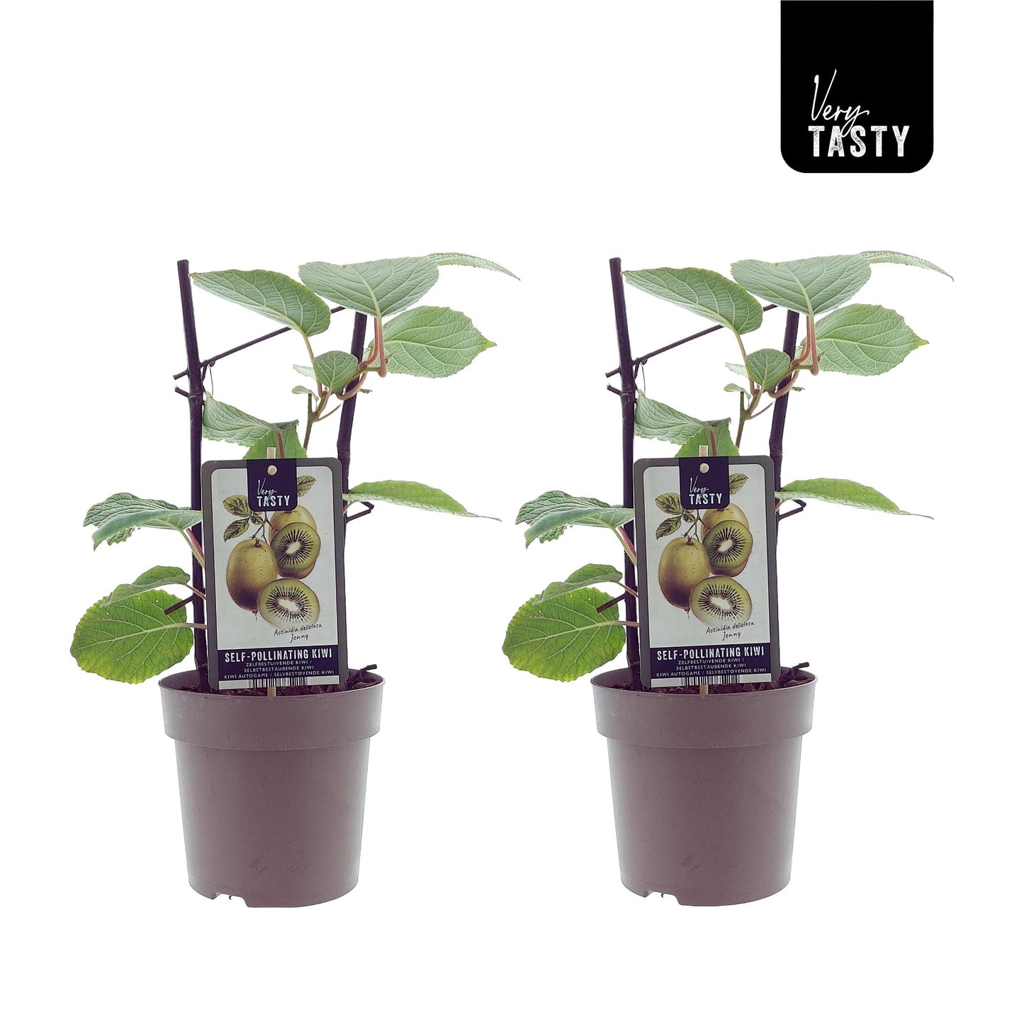 Actinidia Jenny – Luftreinigende Kiwipflanze im 2er-Set