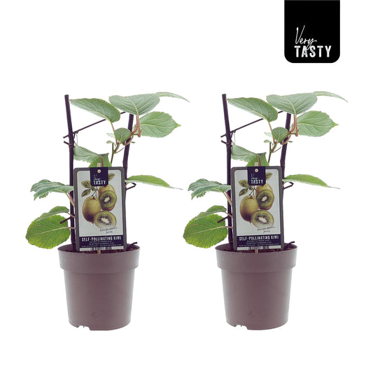 Actinidia Jenny – Luftreinigende Kiwipflanze im 2er-Set