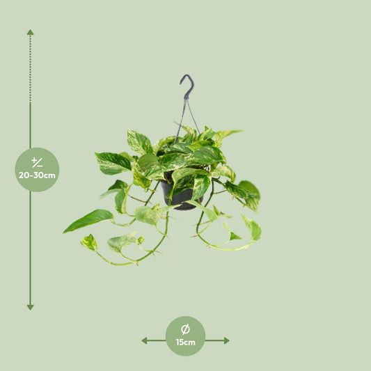 Efeutute Marble Queen – Elegante marmorierte Zimmerpflanze