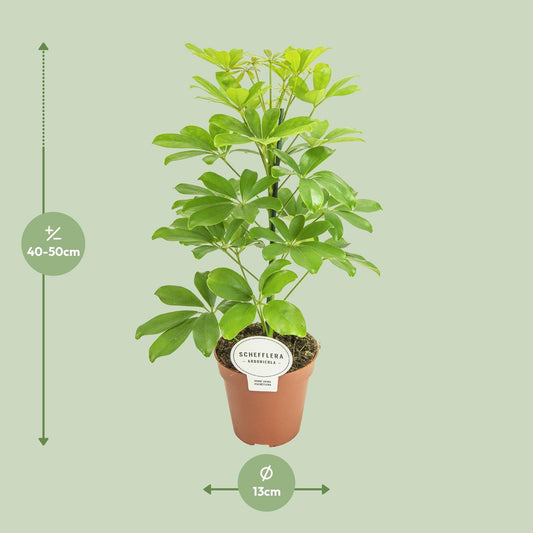 Schefflera Nora – Pflegeleichter Schirmbaum Ø13cm, 45cm hoch