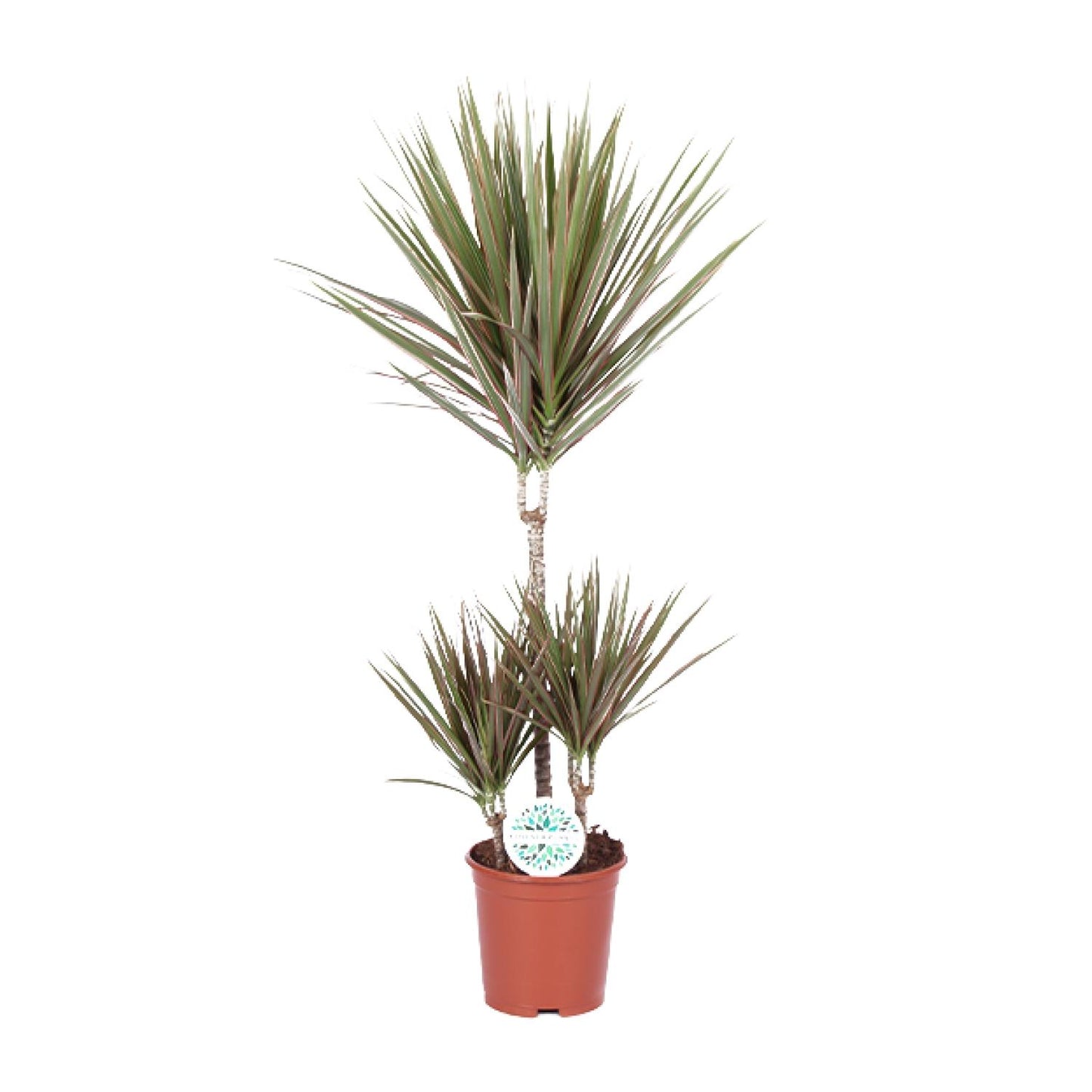 Dracaena Bicolor – pflegeleichter Drachenbaum Ø21cm, 95cm hoch