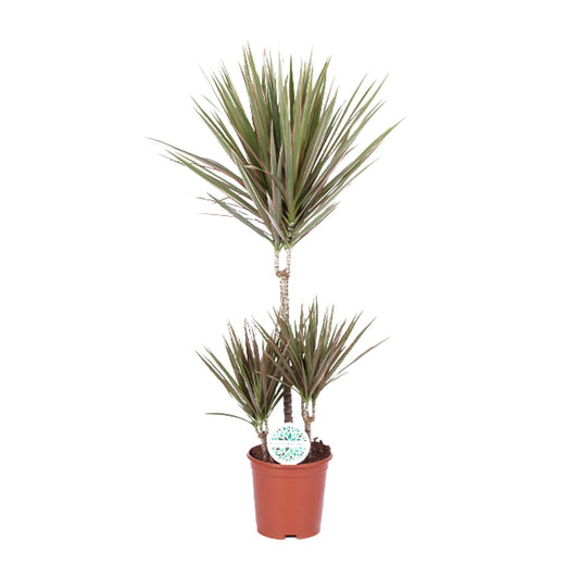 Dracaena Bicolor – pflegeleichter Drachenbaum Ø21cm, 95cm hoch