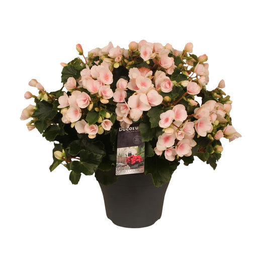 Begonie Betulia 'Light Rose' – Pflegeleichte Zimmerpflanze mit zarten Blüten