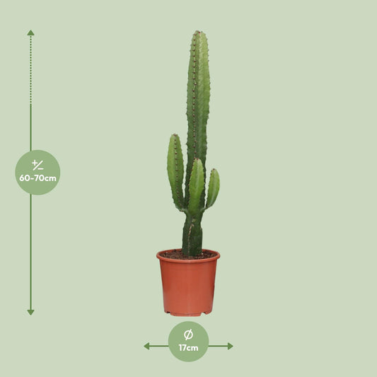 Euphorbia Acrurensis – Pflegeleichte Zimmerpflanze Ø17cm