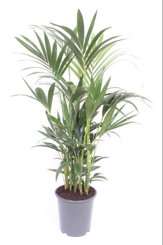 Howea Forsteriana - Ø27 ↕120