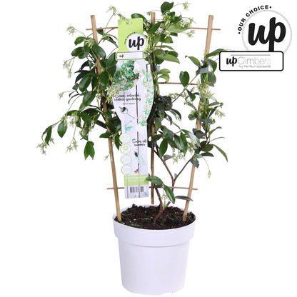 Trachelospermum 'Star of Venice' – Toskanischer Jasmin Weiß Ø15cm, ca. 65cm