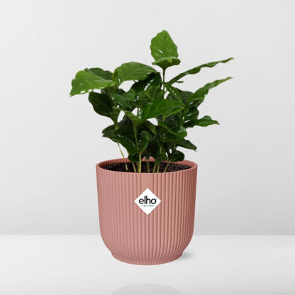 Coffea Arabica Zimmerpflanze im rosa ELHO Vibes Fold 14cm Topf