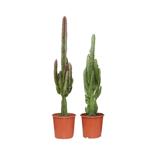 Euphorbia Grün-Rot – 2er Set, Ø17cm, ca. 75cm hoch