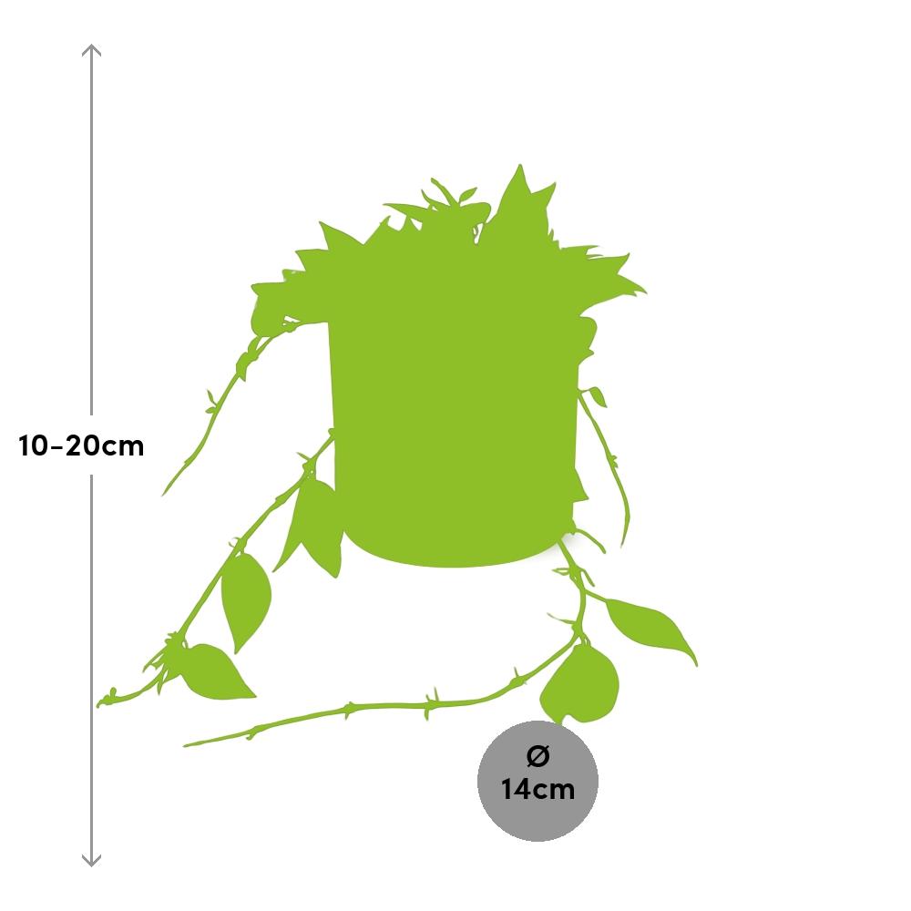 Hoya Krohniana Eskimo – Wachsblume im ELHO b.for soft Rond 14cm Brique