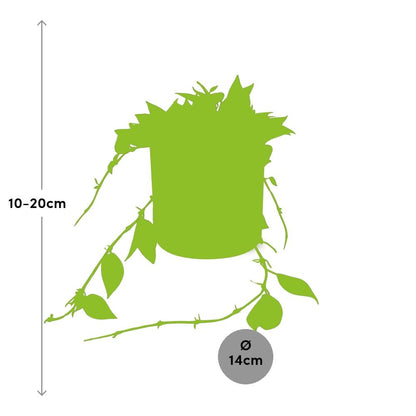 Hoya Krohniana Eskimo – Wachsblume im ELHO b.for soft Rond 14cm Brique