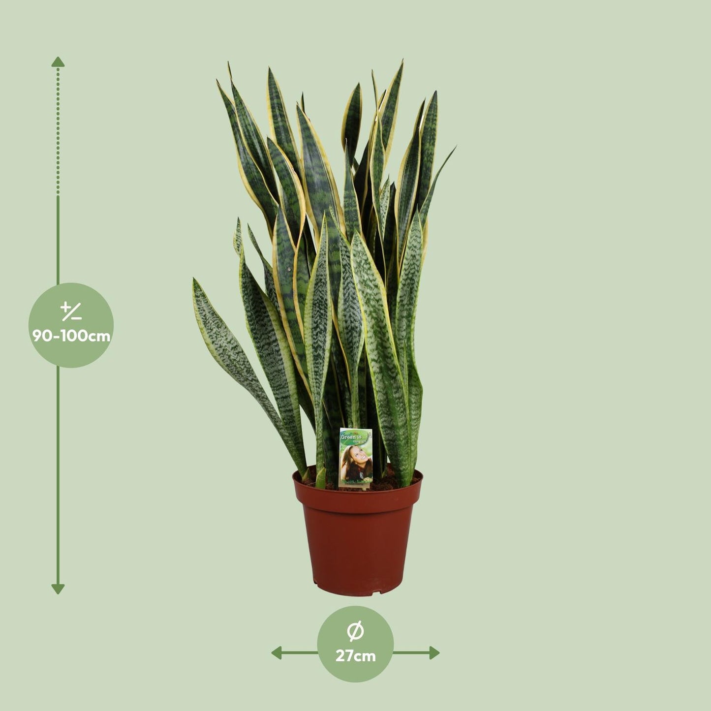 Sansevieria Laurentii Ø27cm – Pflegeleichter Bogenhanf bis 100cm