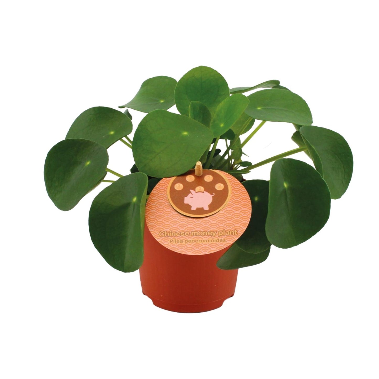 Pilea Peperomioides – pflegeleichte Zimmerpflanze Ø11cm
