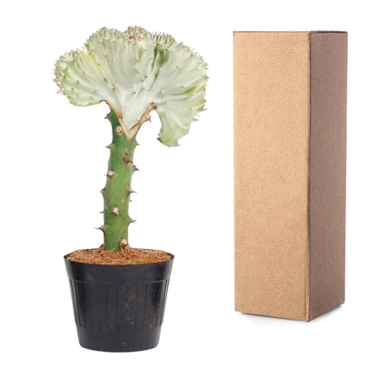 Euphorbia lactea Cristata – Korallen-Kaktus 30 cm