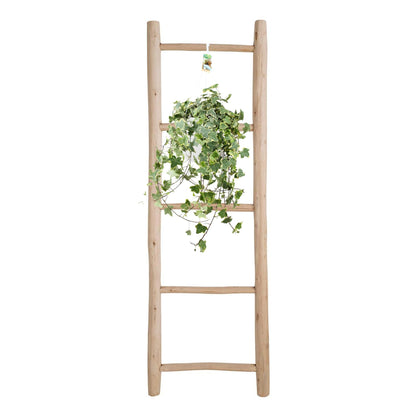 Hedera Helix Gold Child – XXL Hängepflanze Ø24cm