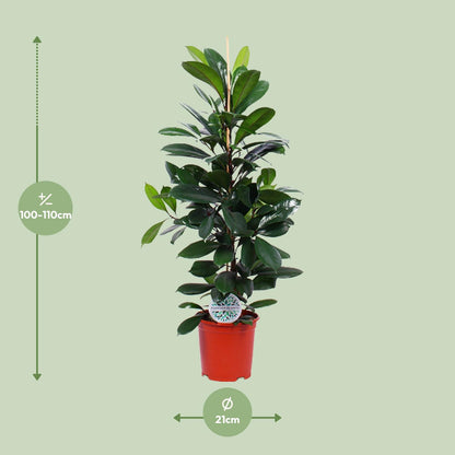 Feigenbaum Cyathistipula – Pflegeleichte Tropische Zimmerpflanze Ø21cm