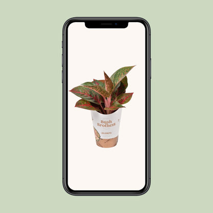 Aglaonema Dark Star – Pflegeleichte Trendpflanze Ø12cm