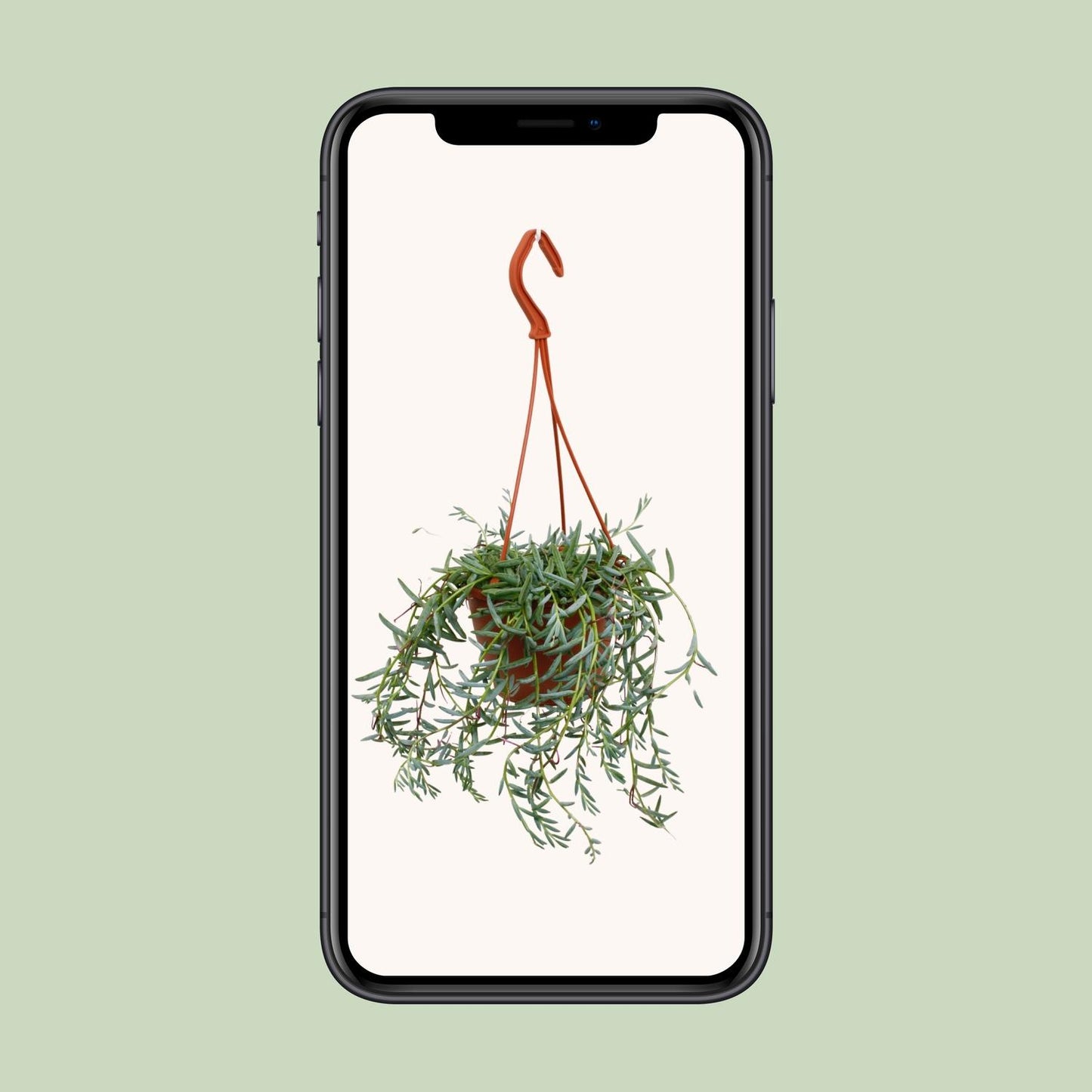 Senecio Hallianus – Pflegeleichte Trendpflanze Ø12cm