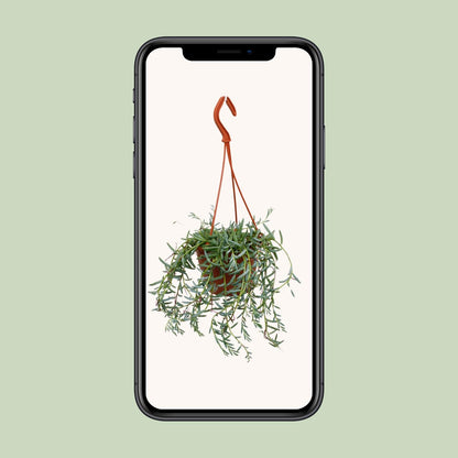 Senecio Hallianus – Pflegeleichte Trendpflanze Ø12cm