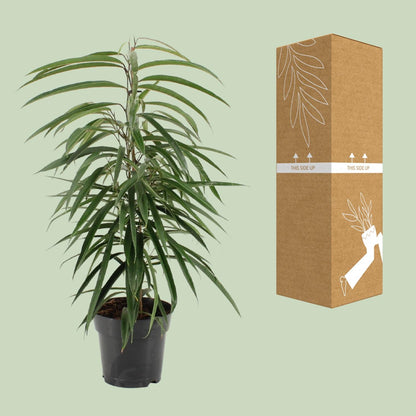 Ficus Alii – Eleganter und pflegeleichter Zimmerficus Ø17cm