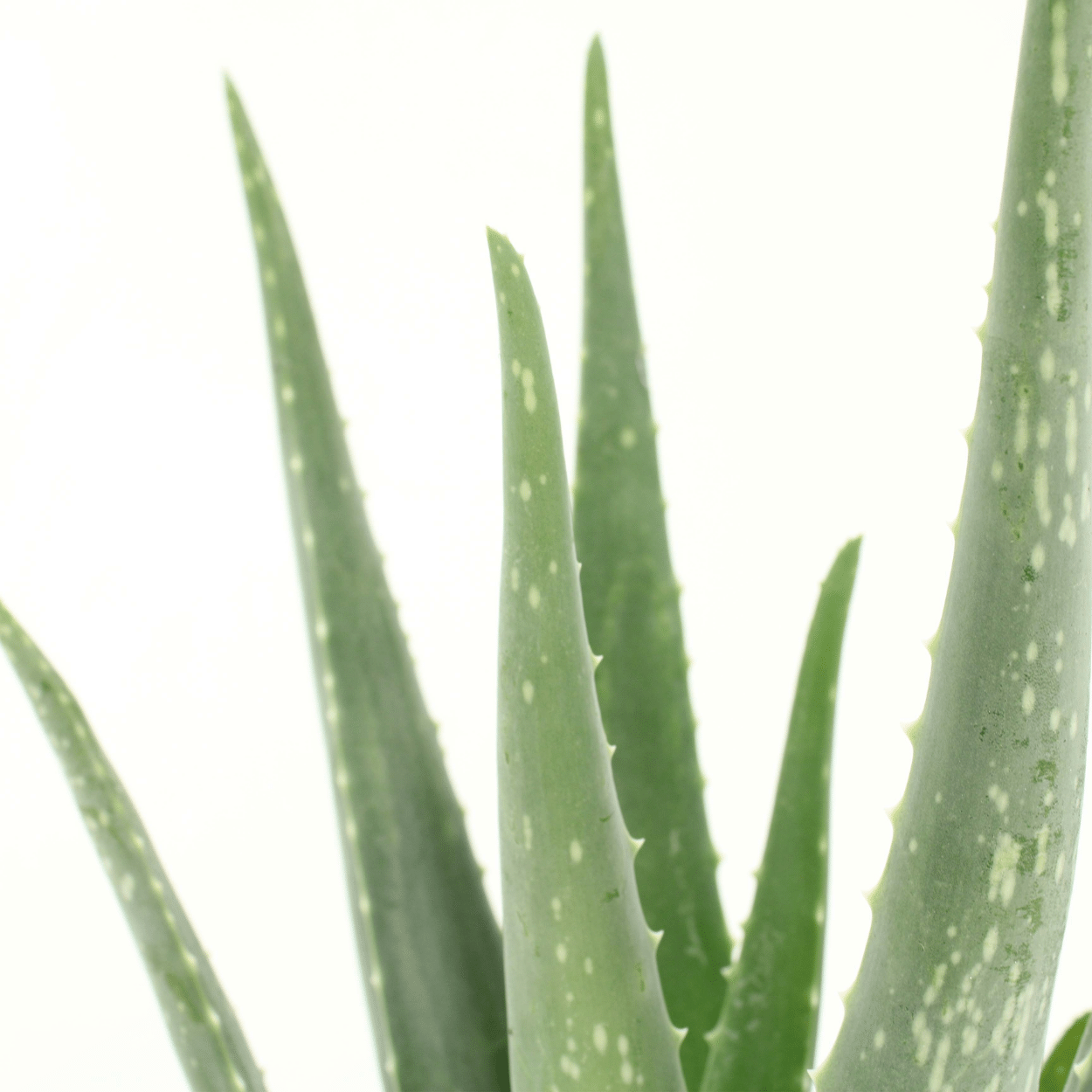 2x Aloe Vera Sukkulente – Pflegeleichte Zimmerpflanze 40 cm