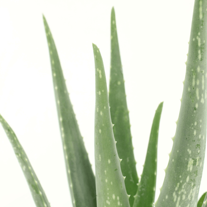 2x Aloe Vera Sukkulente – Pflegeleichte Zimmerpflanze 40 cm