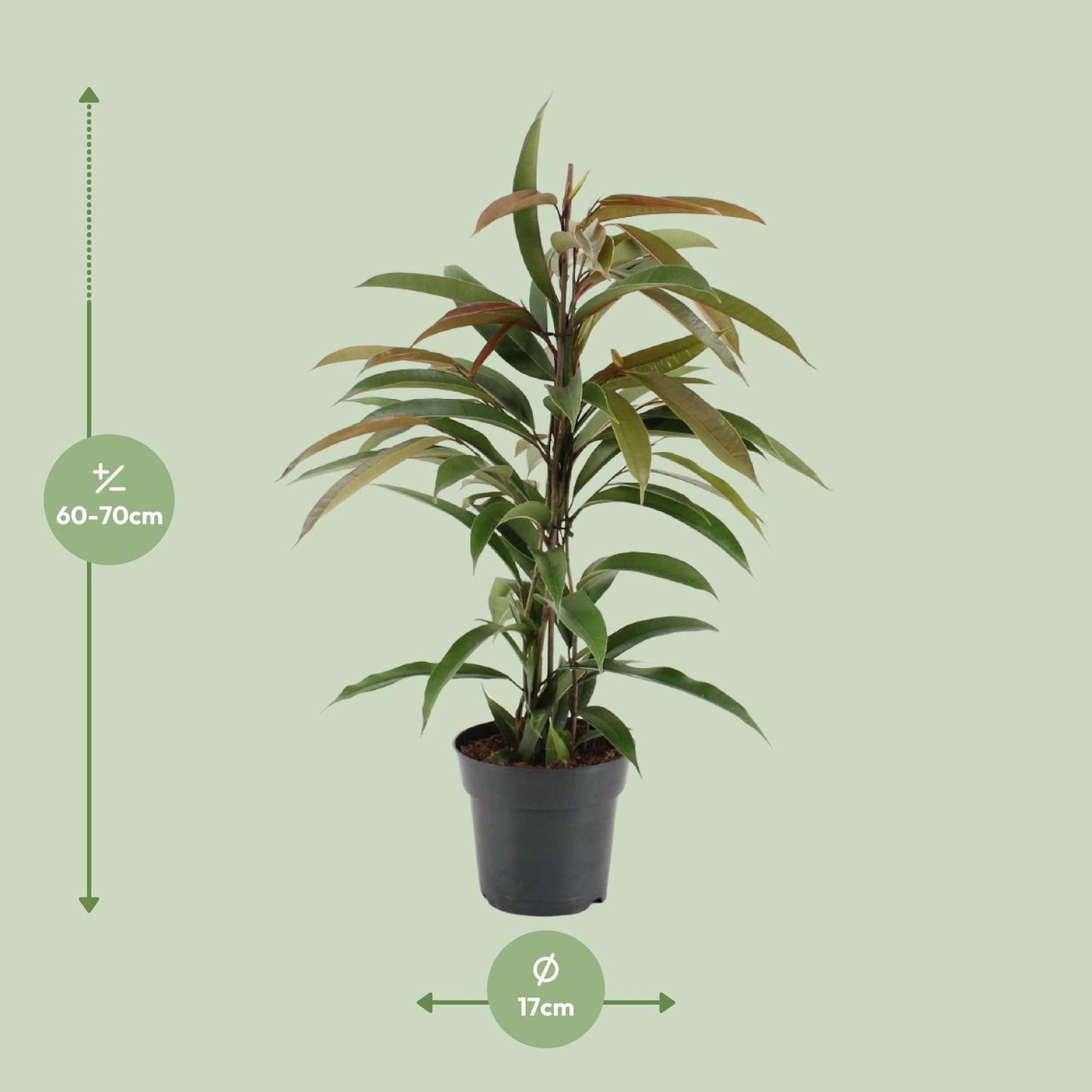 Ficus Binnendijkii Amstel King – Pflegeleichte Zimmerpflanze Ø17cm