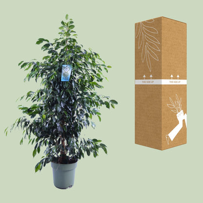 Ficus Benjamina Danielle – Eleganter Feigenbaum Ø27cm, 150cm hoch