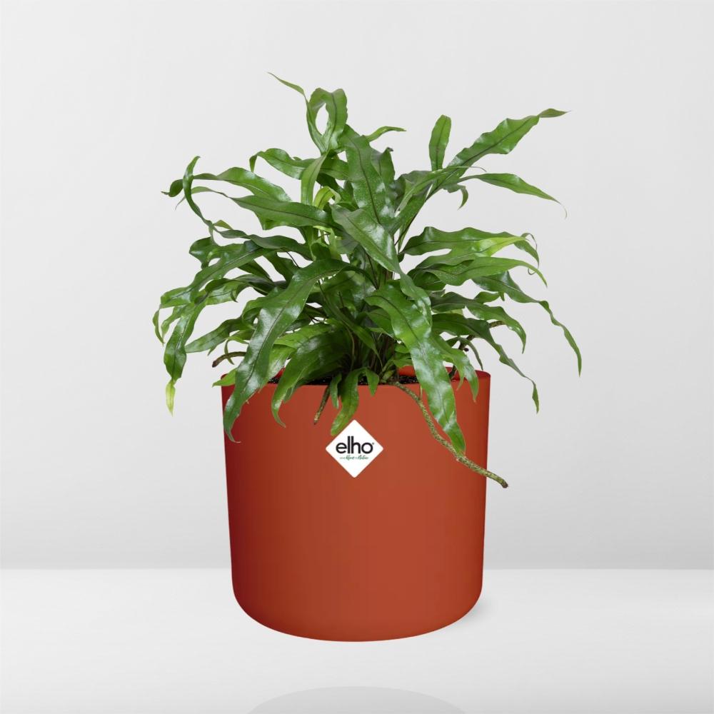 Microsorum Diversifolium – Kängurufarn im ELHO b.for soft Rond 14cm