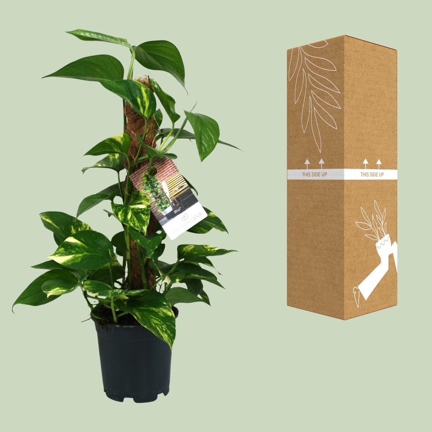 Scindapsus Epipremnum – Pflegeleichte Zimmerpflanze Ø15cm