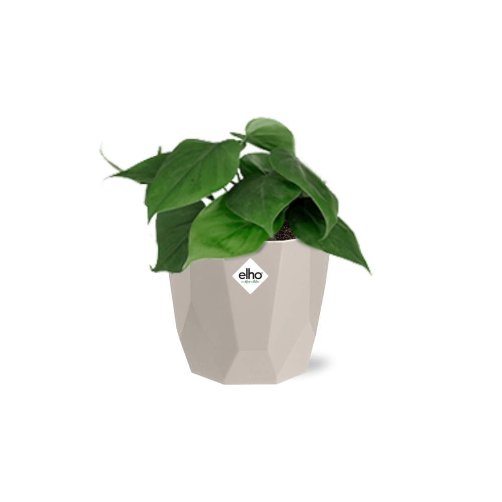 Philodendron Scandens in ELHO b.for rock 14 cm warm grey