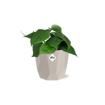 Philodendron Scandens in ELHO b.for rock 14 cm warm grey