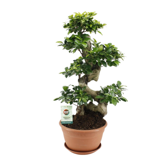 Ficus Ginseng – Pflegeleichter Zimmerbaum Ø27cm, 70cm hoch