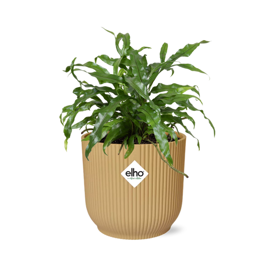 Känguru-Farn (Microsorum diversifolium) in ELHO Vibes Fold Gelb 14cm