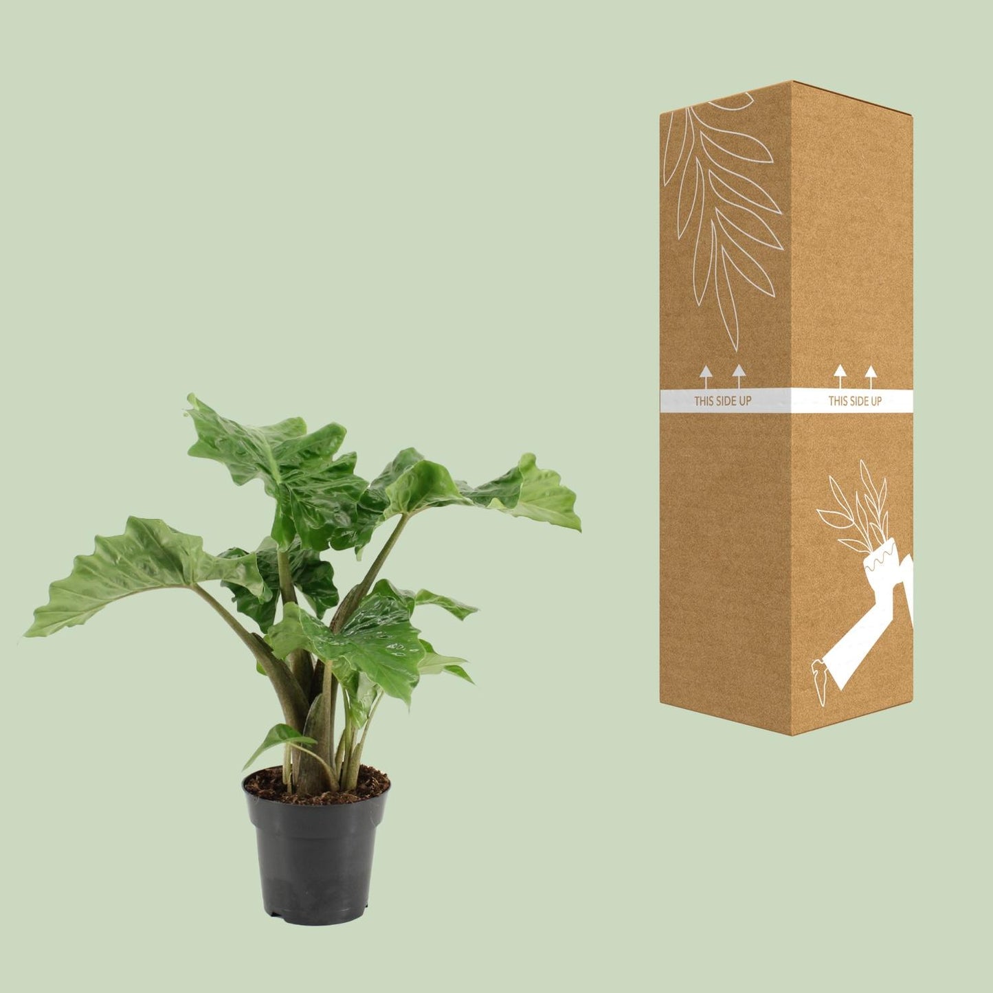 Alocasia Low Rider – Exotische, pflegeleichte Zimmerpflanze Ø17cm