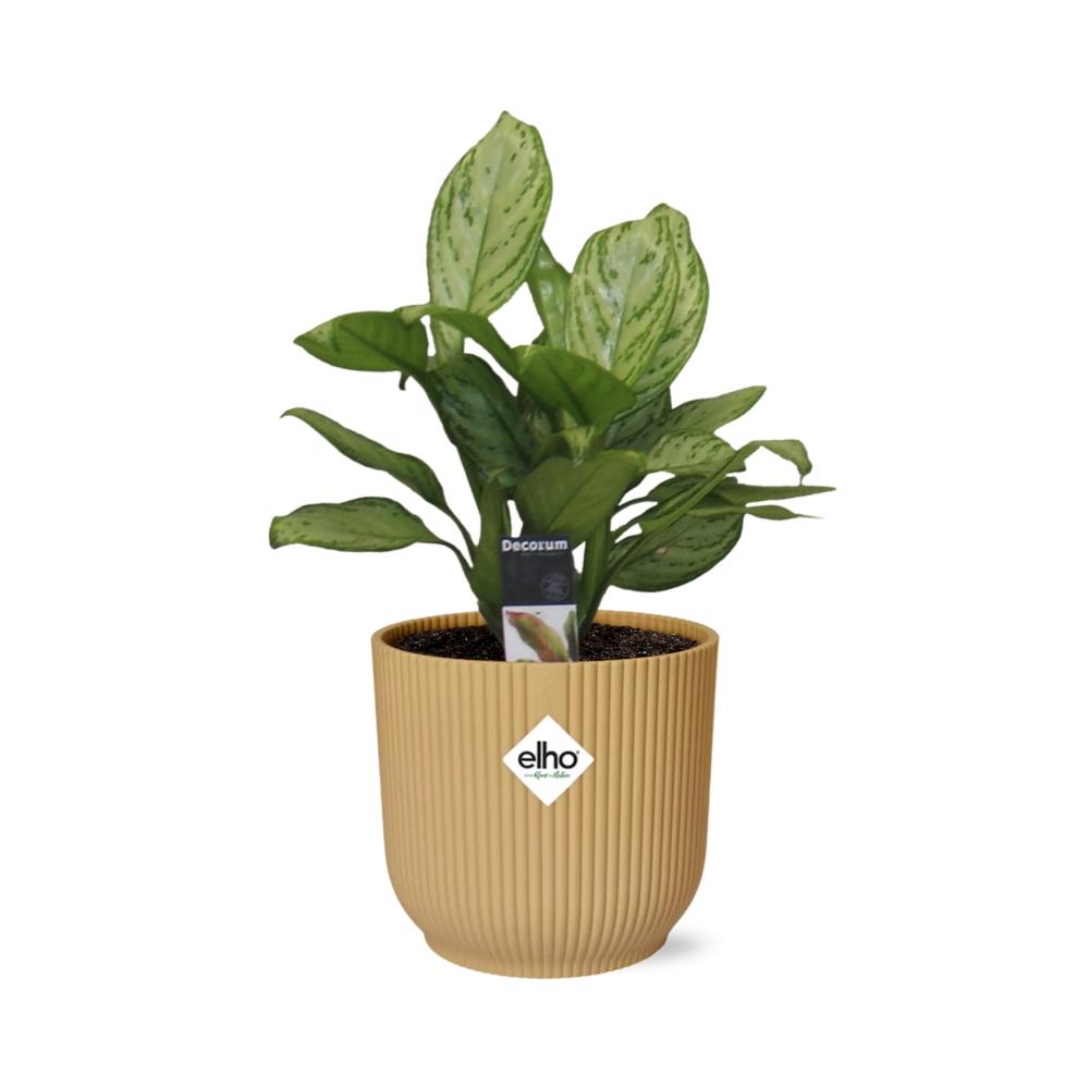 Aglaonema Christina – Pflegeleichte Zimmerpflanze im ELHO Vibes Fold 14cm Gelb