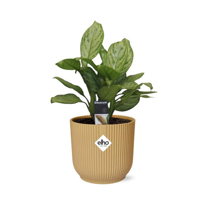 Aglaonema Christina – Pflegeleichte Zimmerpflanze im ELHO Vibes Fold 14cm Gelb