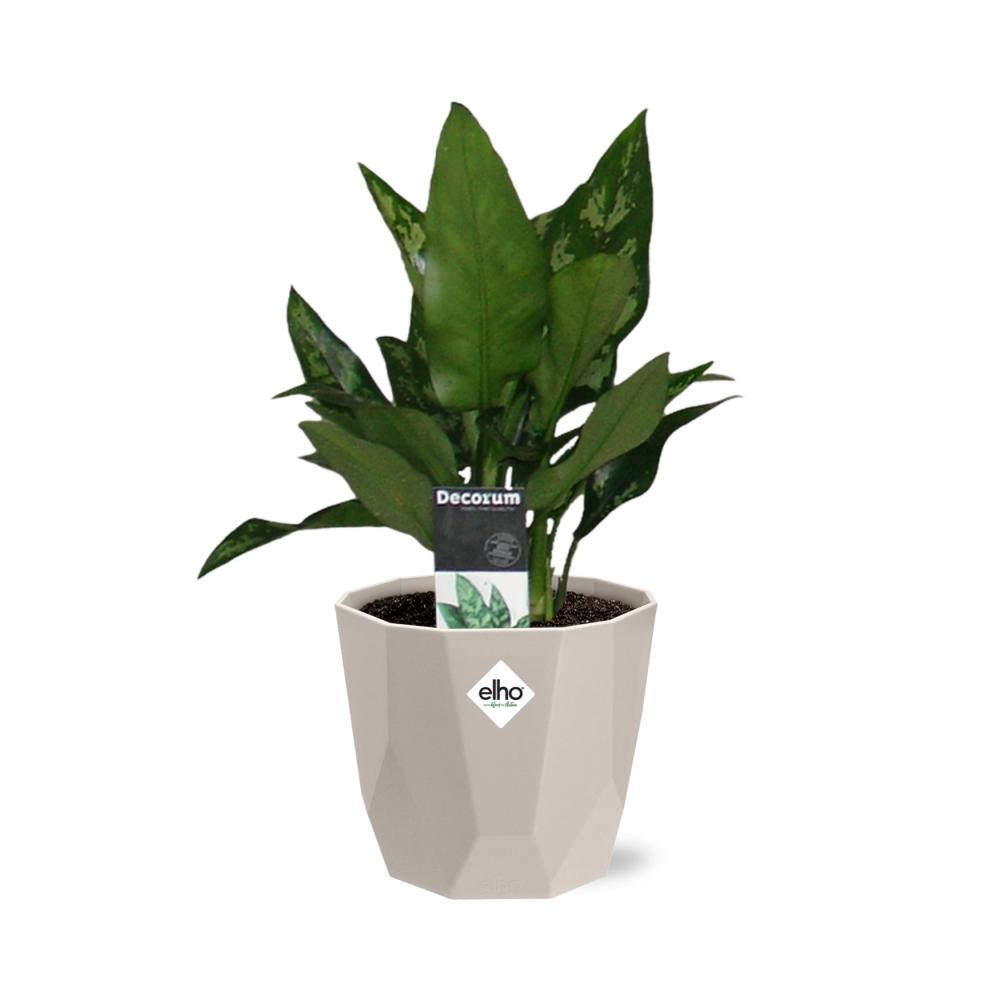 Aglaonema Maria in ELHO b.for rock 14 cm warm grey – Pflegeleichte Zimmerpflanze