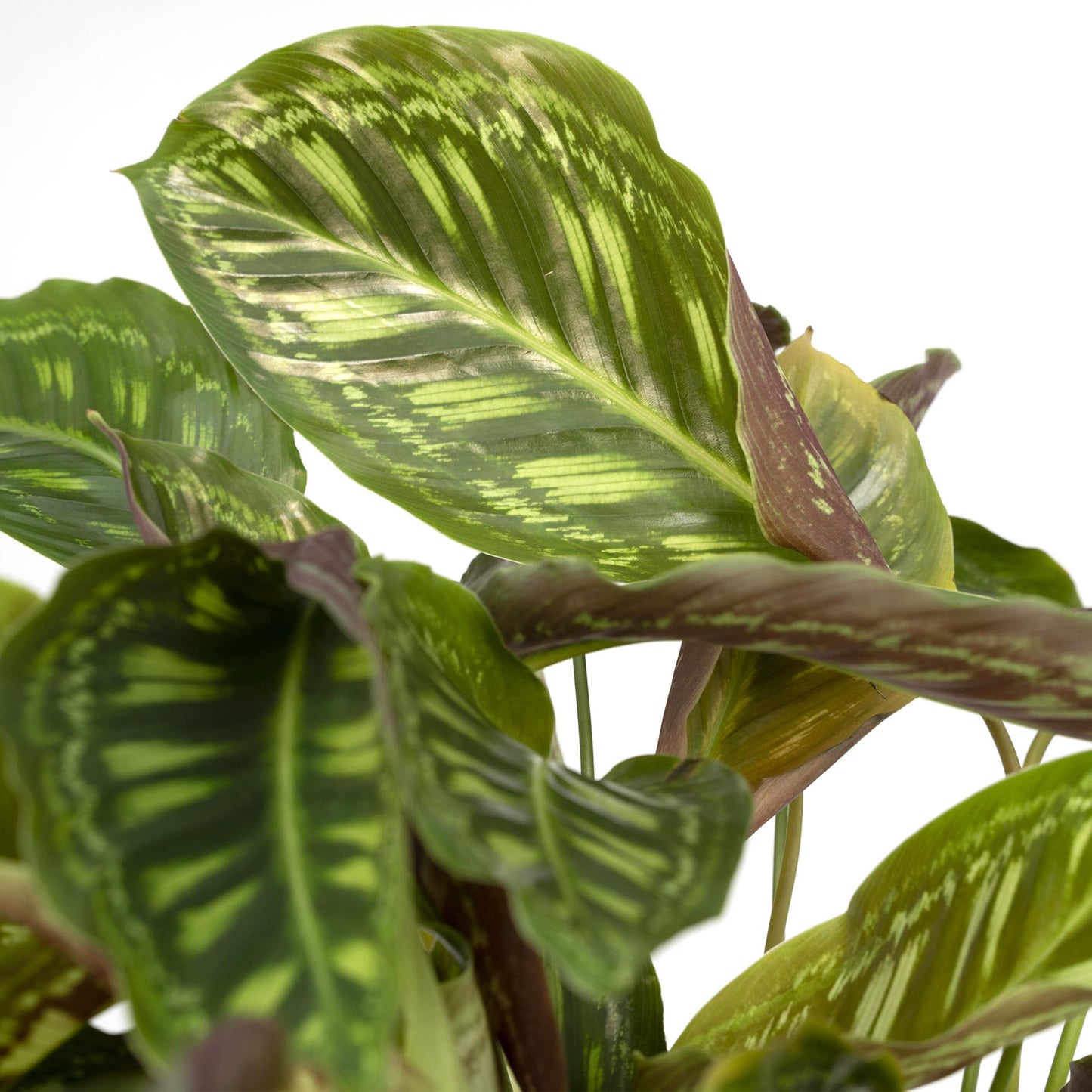 Calathea Flamestar – Pfauenpflanze Ø19cm, ca. 75cm hoch