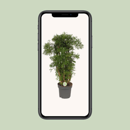 Polyscias Hawaiian – Tropische Zimmerpflanze Ø24cm, 95cm hoch