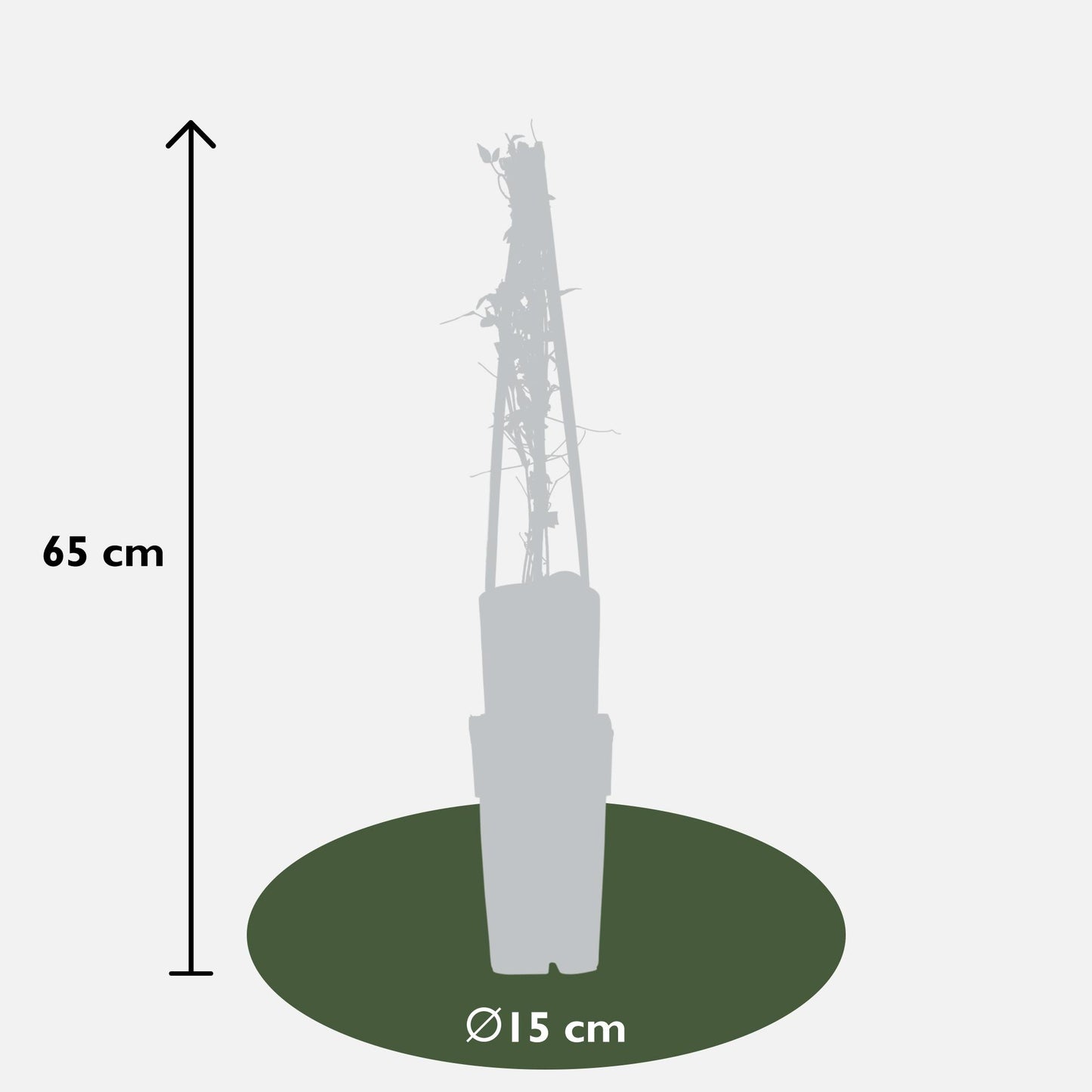 3x Clematis Viticella 'Polish Spirit' – Blühstarker Kletterstar